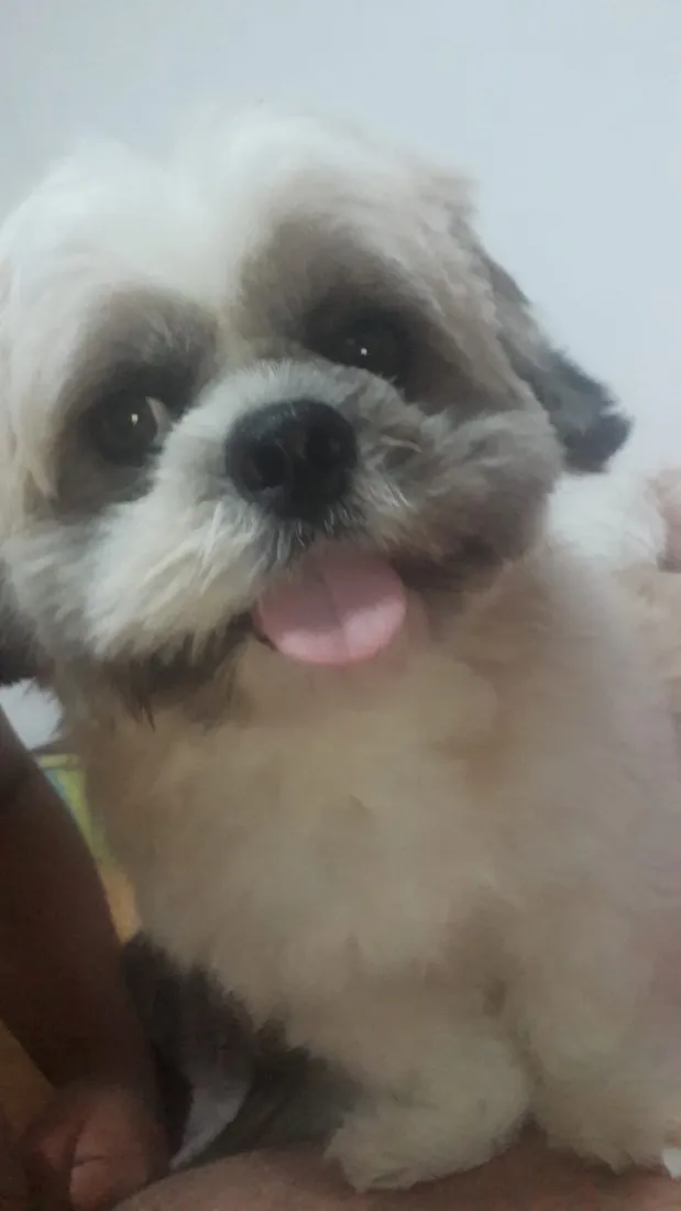 Cachorro raça Shitzu idade 6 ou mais anos nome Thor
