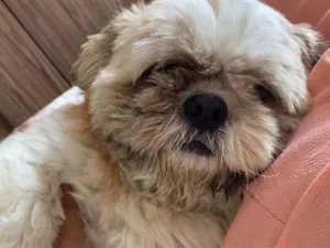 Cachorro raça Shitzu idade 6 ou mais anos nome Thor