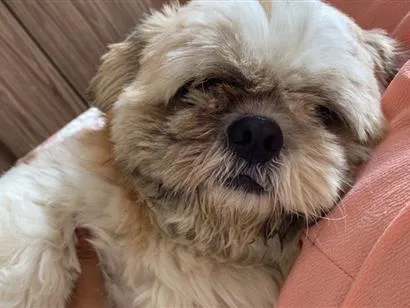 Cachorro raça Shitzu idade 6 ou mais anos nome Thor