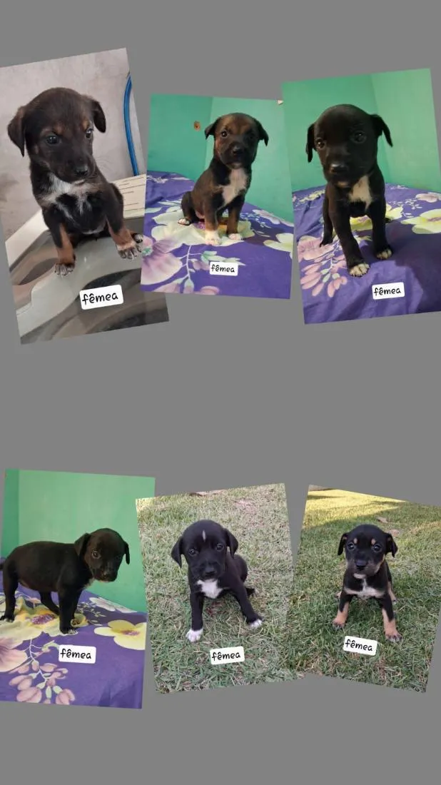 Cachorro raça SRD-ViraLata idade Abaixo de 2 meses nome cachorro 