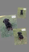 cachorro 