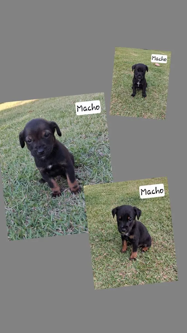 Cachorro raça SRD-ViraLata idade Abaixo de 2 meses nome cachorro 