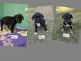 cachorro 