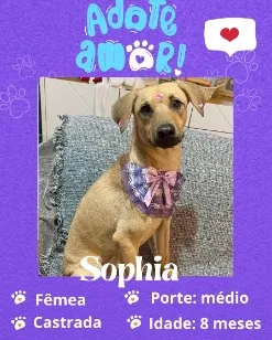 Cachorro raça SRD-ViraLata idade 7 a 11 meses nome Sophia