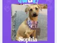 Sophia