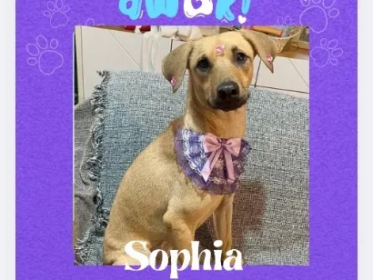 Cachorro raça SRD-ViraLata idade 7 a 11 meses nome Sophia
