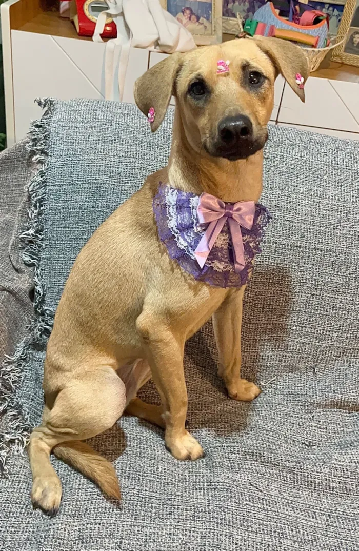 Cachorro raça SRD-ViraLata idade 7 a 11 meses nome Sophia