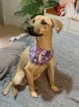 Sophia