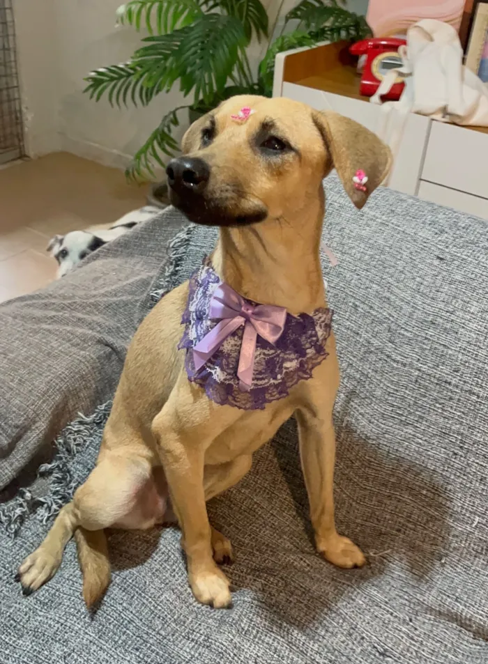 Cachorro raça SRD-ViraLata idade 7 a 11 meses nome Sophia