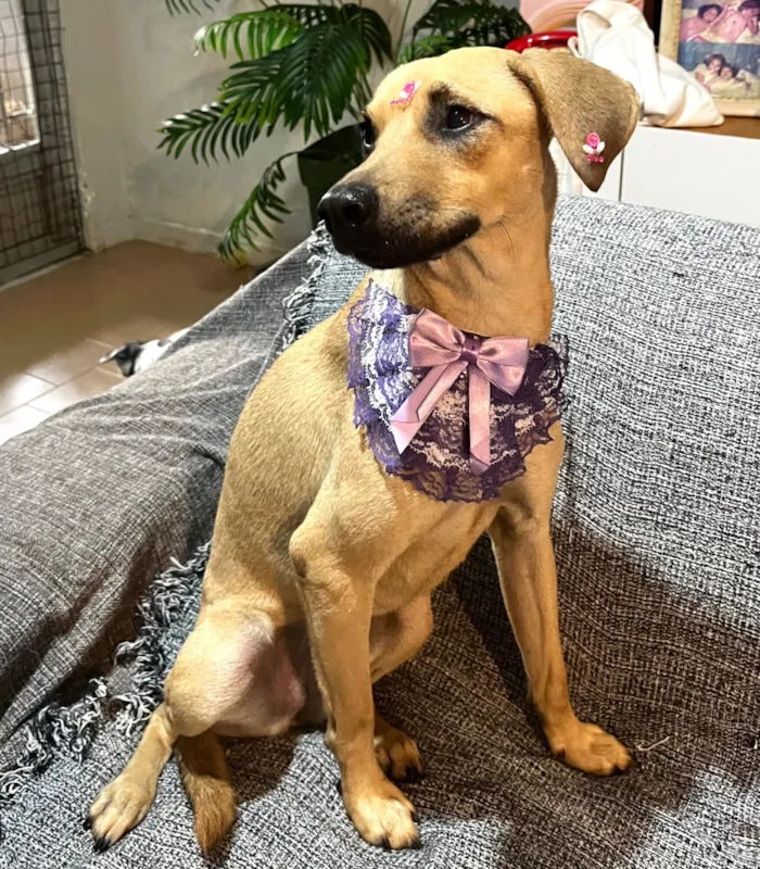 Cachorro raça SRD-ViraLata idade 7 a 11 meses nome Sophia
