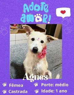 Cachorro raça SRD-ViraLata idade 1 ano nome Agnes