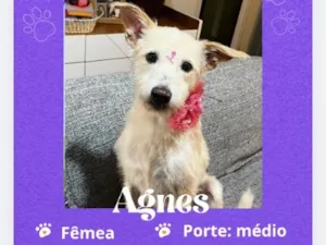 Cachorro raça SRD-ViraLata idade 1 ano nome Agnes