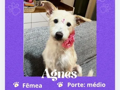 Cachorro raça SRD-ViraLata idade 1 ano nome Agnes