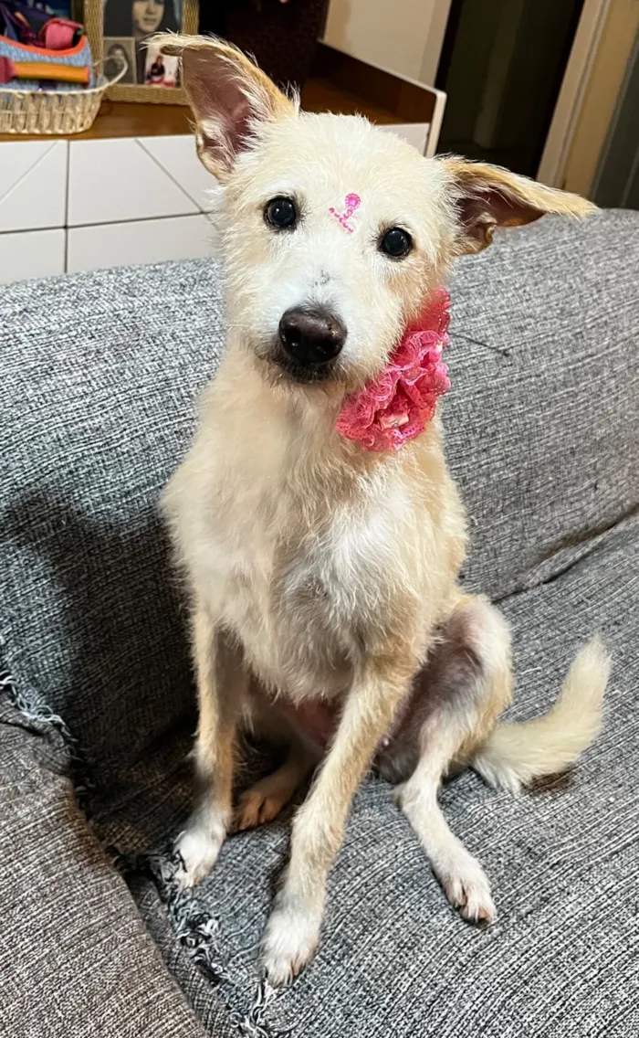 Cachorro raça SRD-ViraLata idade 1 ano nome Agnes
