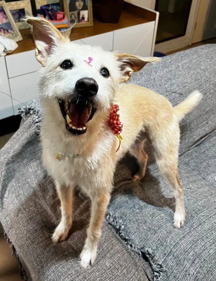 Cachorro raça SRD-ViraLata idade 1 ano nome Agnes