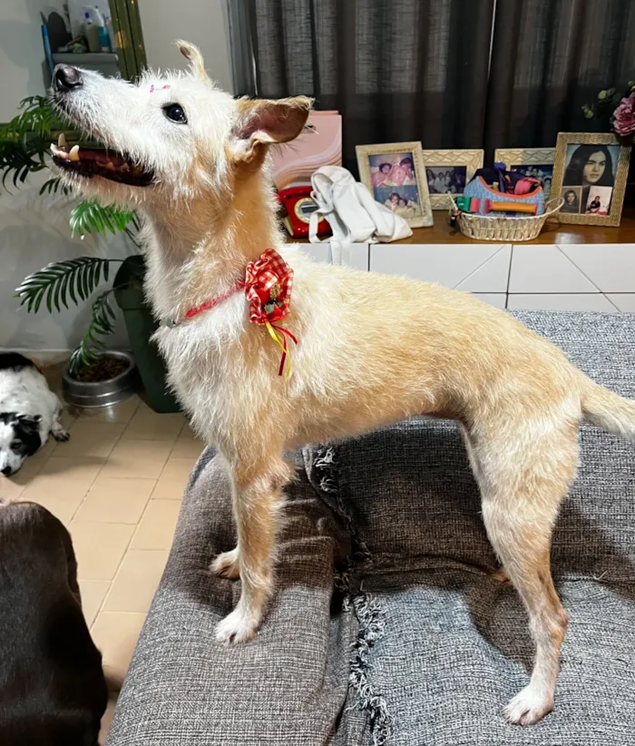 Cachorro raça SRD-ViraLata idade 1 ano nome Agnes