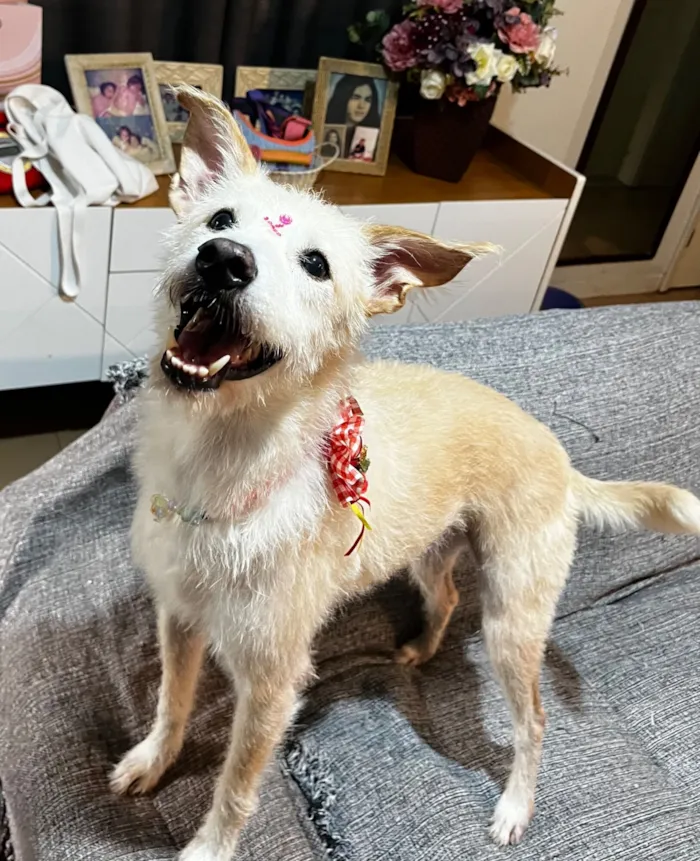 Cachorro raça SRD-ViraLata idade 1 ano nome Agnes
