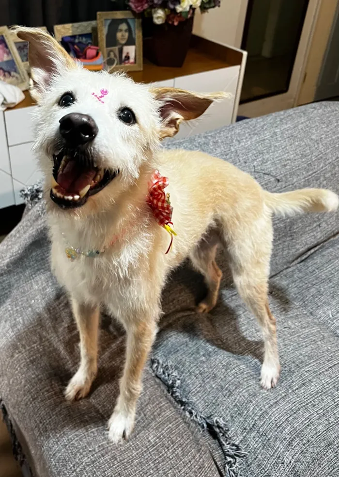 Cachorro raça SRD-ViraLata idade 1 ano nome Agnes