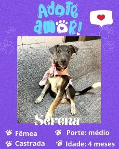 Cachorro raça SRD-ViraLata idade 2 a 6 meses nome Serena