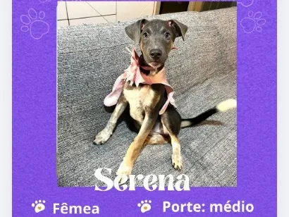 Cachorro raça SRD-ViraLata idade 2 a 6 meses nome Serena