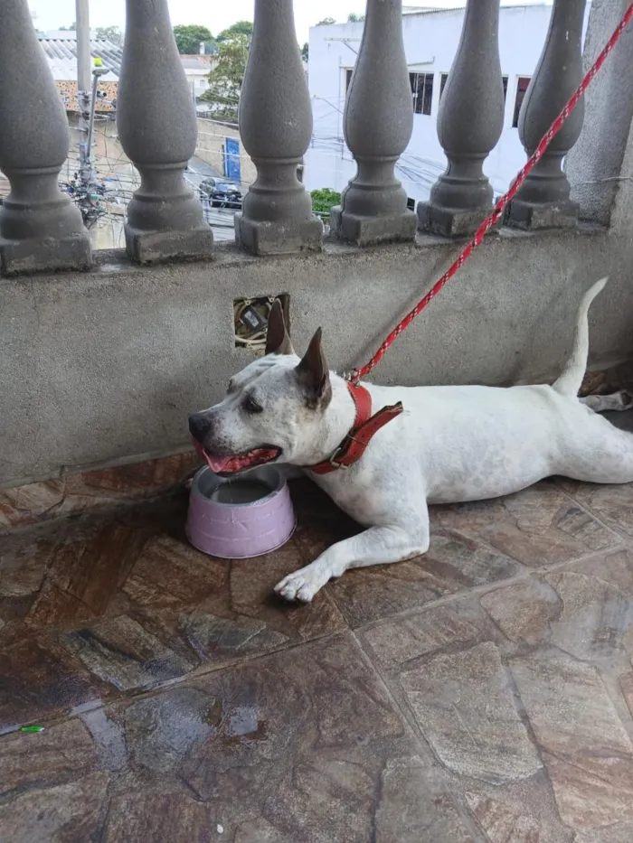 Cachorro raça Pit-Bull idade 4 anos nome pandora 