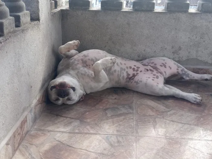 Cachorro raça Pit-Bull idade 4 anos nome pandora 