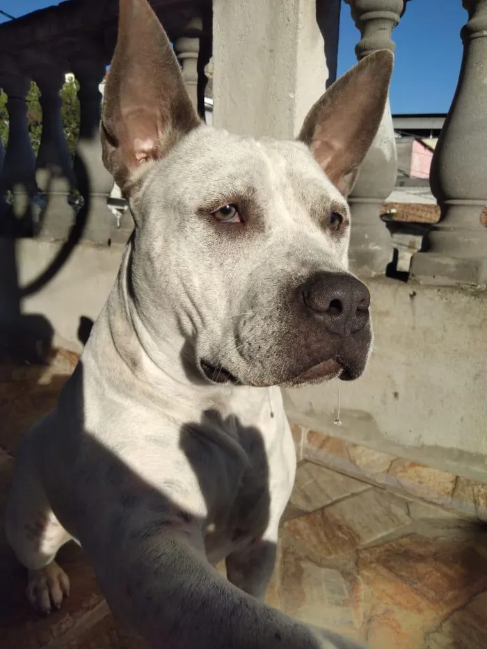 Cachorro raça Pit-Bull idade 4 anos nome pandora 