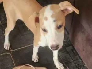Cachorro raça SRD-ViraLata idade 2 a 6 meses nome slinke