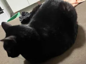 Gato raça SRD-ViraLata idade 2 anos nome Fiona 