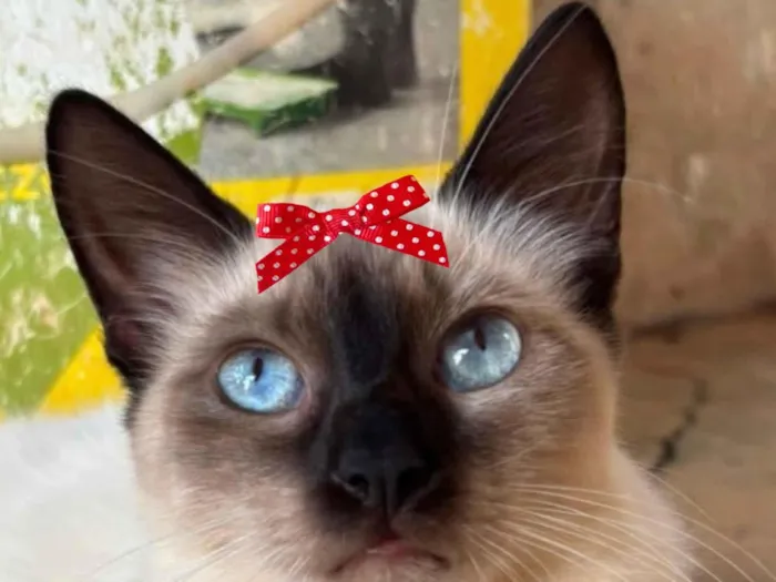 Gato raça Siamês idade 7 a 11 meses nome Nicole 