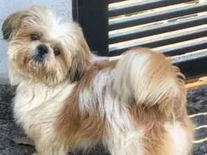 Cachorro raça Shitzu idade 1 ano nome Chuvisco