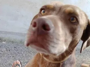 Cachorro raça SRD-ViraLata idade 2 anos nome Fafá  *FAFÁ PRECISA DE UM LAR!