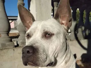 Cachorro raça Pit-Bull idade 4 anos nome pandora 