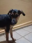 Sniff