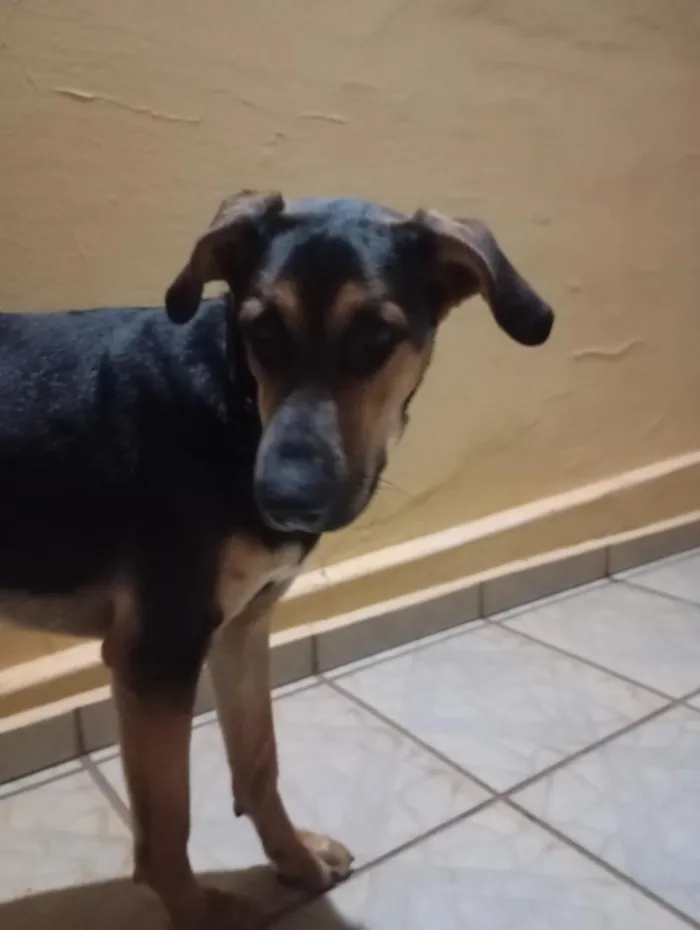 Cachorro raça SRD-ViraLata idade 1 ano nome Sniff