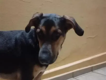 Cachorro raça SRD-ViraLata idade 1 ano nome Sniff