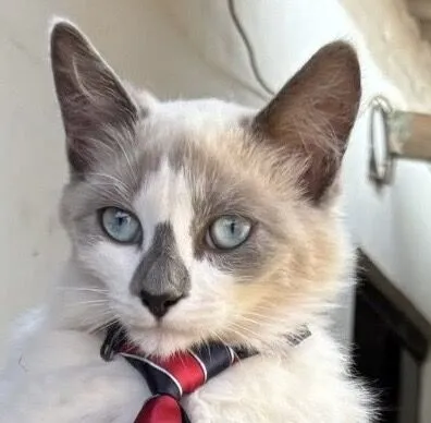 Gato raça SRD-ViraLata idade 2 a 6 meses nome Luke 