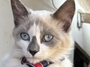 Gato raça SRD-ViraLata idade 2 a 6 meses nome Luke 