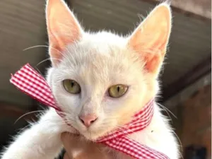 Gato raça SRD-ViraLata idade 2 a 6 meses nome Mingau 