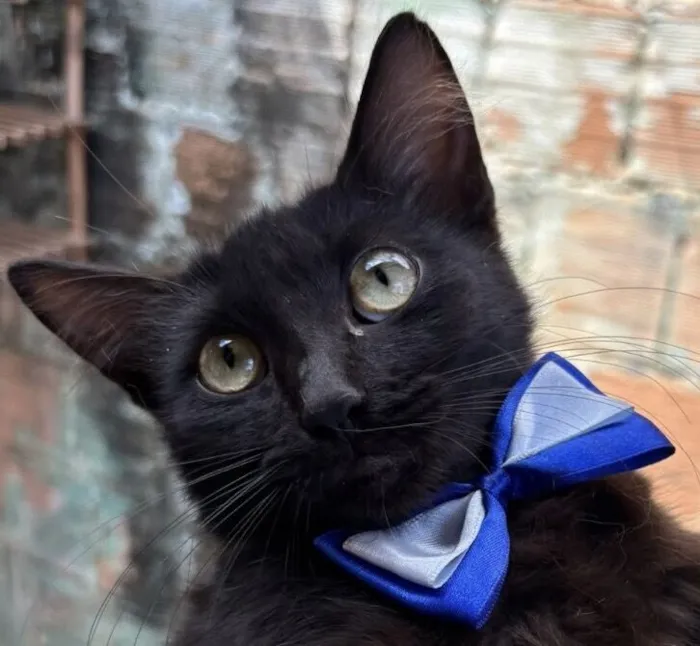 Gato raça SRD-ViraLata idade 2 a 6 meses nome Zulu 