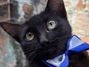 Gato raça SRD-ViraLata idade 2 a 6 meses nome Zulu 