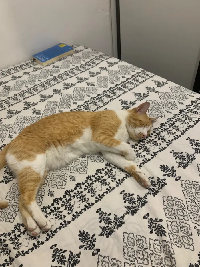 Gato raça SRD-ViraLata idade 6 ou mais anos nome Pudim