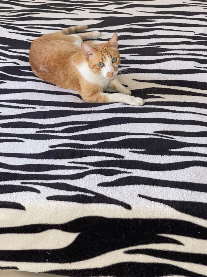 Gato raça SRD-ViraLata idade 6 ou mais anos nome Pudim