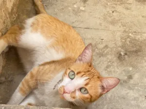 Gato raça SRD-ViraLata idade 6 ou mais anos nome Pudim