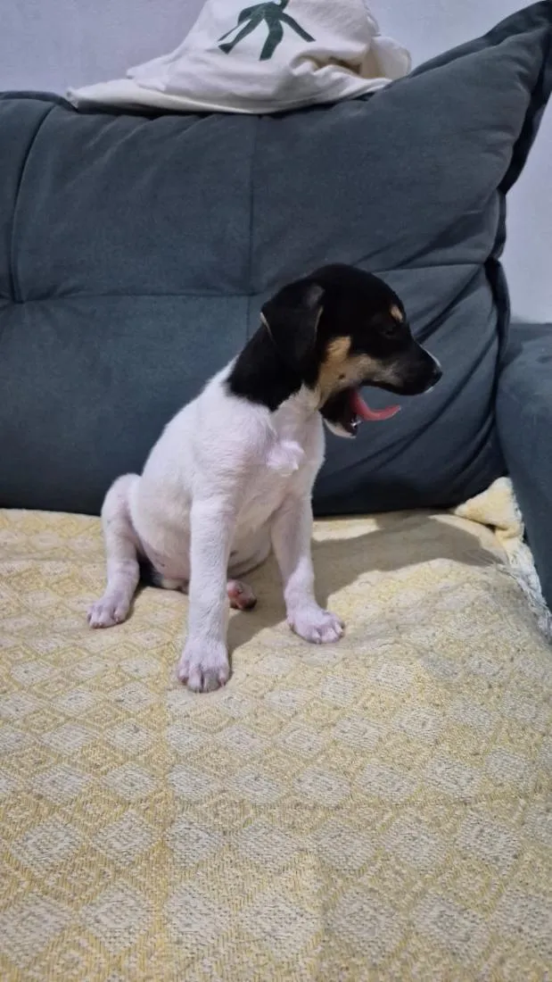 Cachorro raça SRD-ViraLata idade Abaixo de 2 meses nome Jade