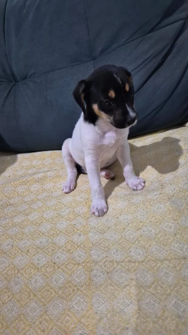 Cachorro raça SRD-ViraLata idade Abaixo de 2 meses nome Jade