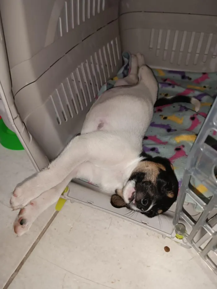 Cachorro raça SRD-ViraLata idade Abaixo de 2 meses nome Jade