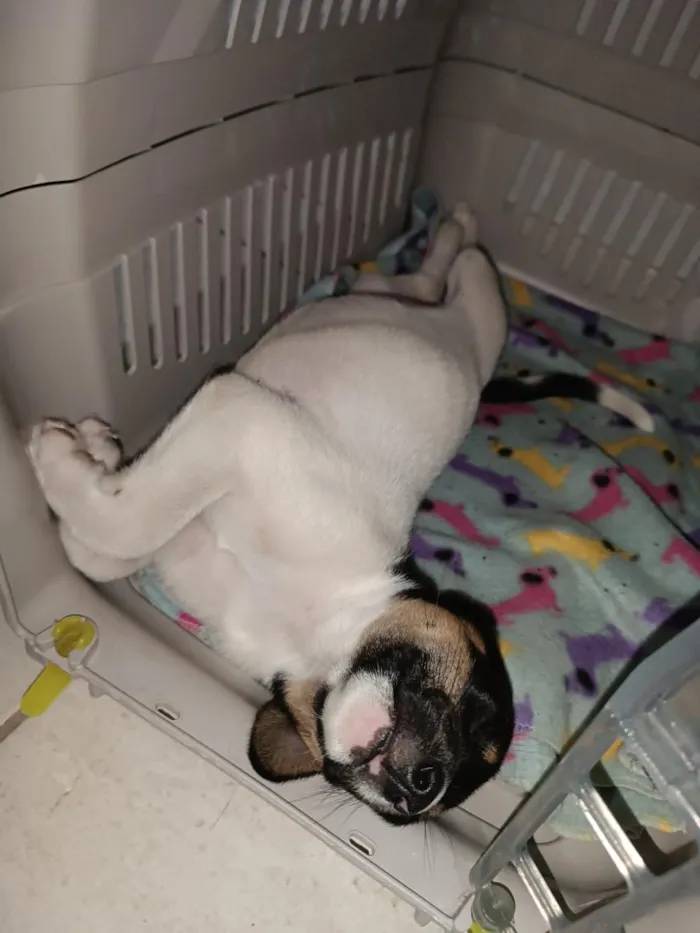 Cachorro raça SRD-ViraLata idade Abaixo de 2 meses nome Jade