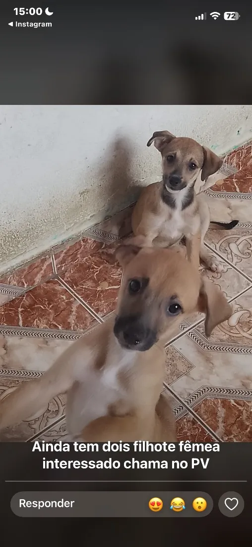 Cachorro raça SRD-ViraLata idade 2 a 6 meses nome Sem nome 