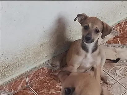 Cachorro raça SRD-ViraLata idade 2 a 6 meses nome Sem nome 
